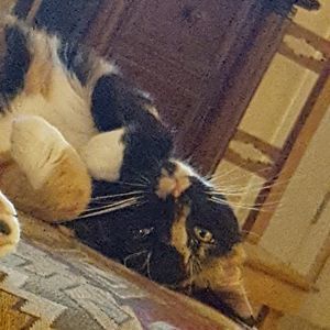 Meet your Posher, Lorinda